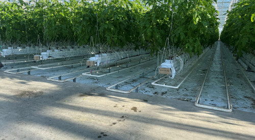 wochliktomatogrowingsystempoland[3].jpg
